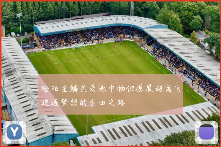 哈珀金鳞岂是池中物但愿展翅高飞追逐梦想的自由之路